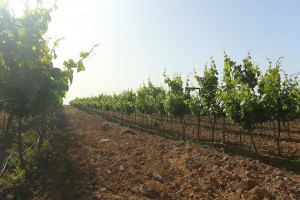 Vineyards in jordan